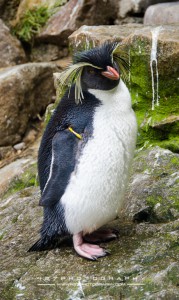 Rockhopper