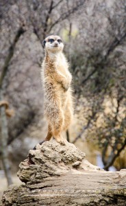 meerkat