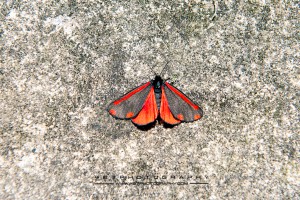 cinnabar moth